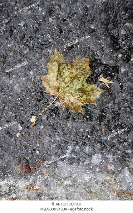 Fall leaf, asphalt, snow, ice