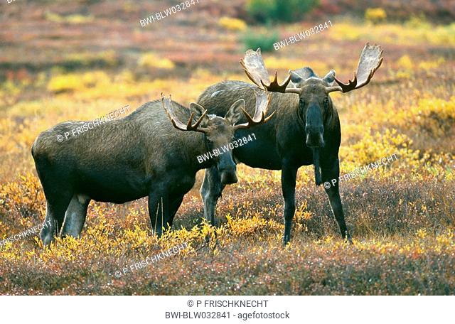 Alaska moose, Tundra moose, Yukon moose Alces alces gigas, two bulls standing in autumn tundra, USA, Alaska