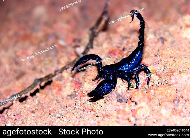 Asian forest scorpion (Heterometrus spinifer) blue-black (metallic blue). giant 10 cm scorpion hunts giant cockroaches Periplaneta at night