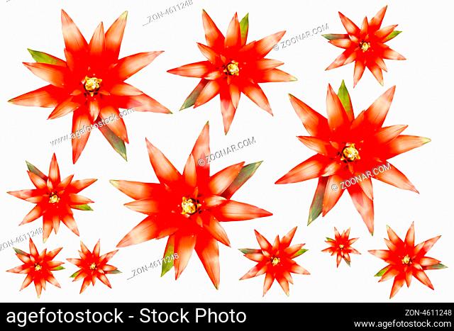 Red flowers isolated on a white background