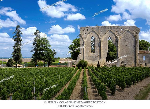 Ruins of the Dominicans Convent known as Great Walls or Grande Muraille  Saint Emilion, town listed as World Heritage by UNESCO  Libourne district