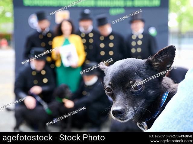 13 May 2022, Berlin: Miki, a dog from the animal shelter looks into the camera while Bettina Jarasch (Bündnis 90/ Die Grünen)