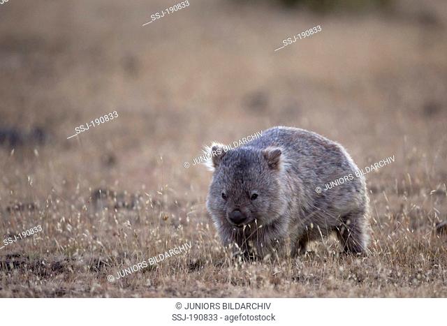 Common wombat ( Vombatus ursinus) on meadow, Maria Island, Tasmania, Australia