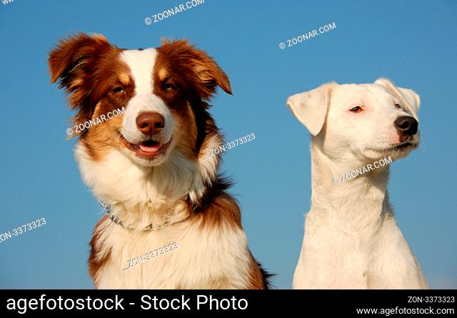 portrait of a purebred jack russel terrier and a puppy australian shepherd