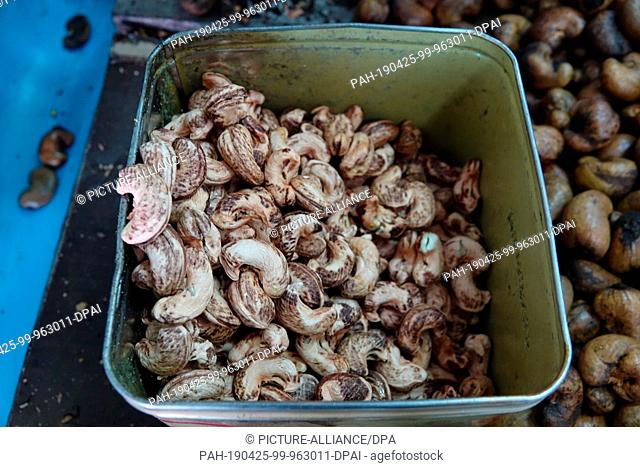 28 February 2019, Thailand, Phuket: Unhulled cashew fruit. The cashew fruit, a solitary drupaceous fruit or, according to other opinion, a nut, is a small