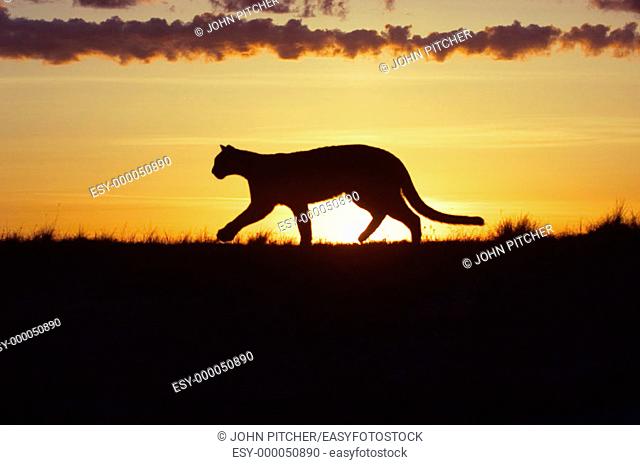 Cougar at dawn in the Badlands, North Dakota (USA)
