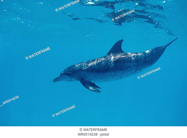 Spotted Dolphin, Stenella frontalis, Atlantic, Caribbean Sea, Bahamas