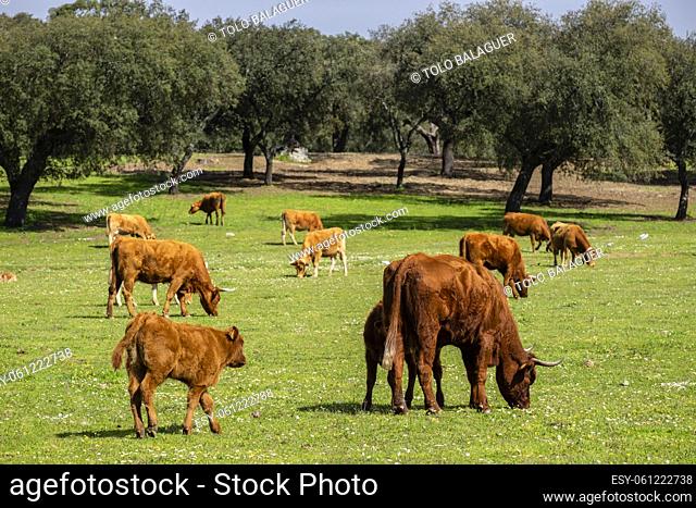 ganado vacuno pastando cerca de Evora, Alentejo, , Portugal