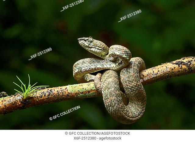 Adult venomous Eyelash Palm-Pitviper (Bothriechis schlegelii), Viper family (Viperidae), Chocó rainforest, Ecuador