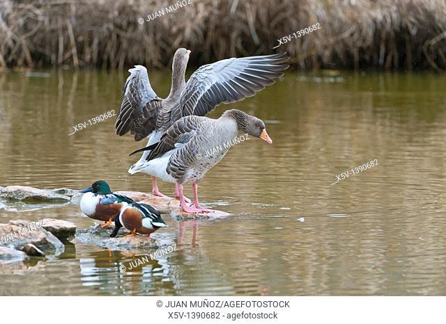 Greylag Goose (Anser anser) and Shoveler (Anas clypeata), Tablas de Daimiel National Park, Ciudad Real province, Castilla-La Mancha, Spain