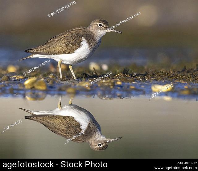 Common Sandpiper (Actitis hypoleucos), side view of an adult standing in the water, Campania, Italy