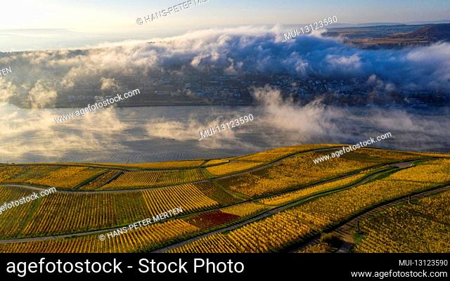 Vineyards in autumn near Ruedesheim am Rhein, Upper Middle Rhine Valley, Rhine Valley, Hesse, Germany