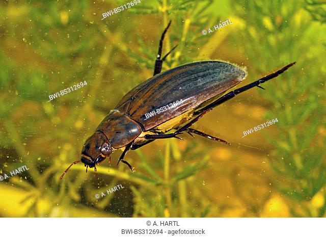 great black water beetle, great silver water beetle, greater silver beetle, diving water beetle (Hydrous piceus, Hydrochara piceus), female, Germany