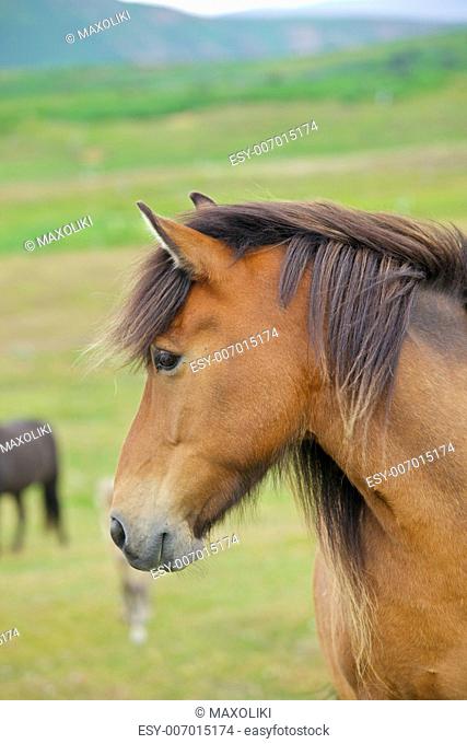 Closeup on the head of Icelandic horse Iceland. Vertical view