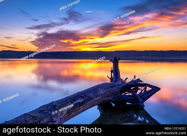 Tree trunk lies on the shore, sunset at Ammersee, Fünfseenland, Upper Bavaria, Bavaria, Germany, Europe