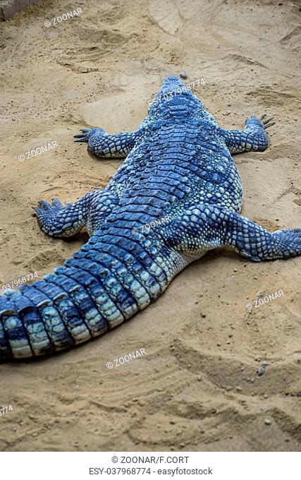 predator, crocodile resting on the sand beside a brown river