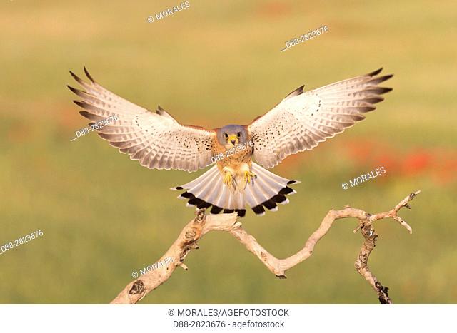 Europe, Spain, Catalonia, Lesser Kestrel, male in flight near the artificial cavity of a building entirely constructed for the nesting of these birds