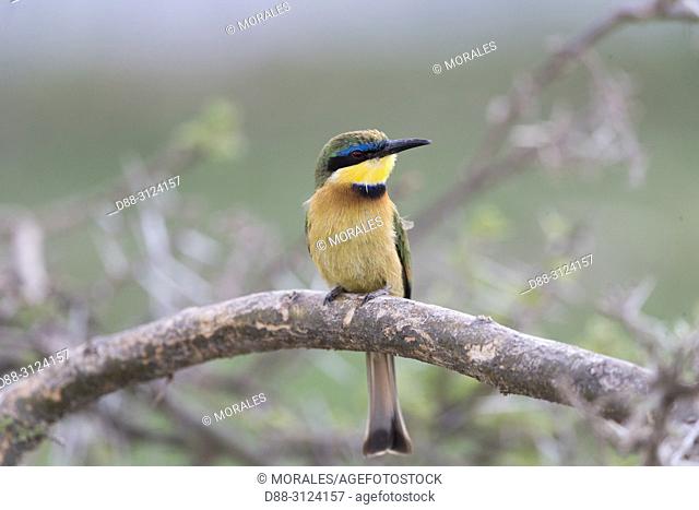 Africa, Ethiopia, Rift Valley, Ziway lake, Llittle bee-eater (Merops pusillus), one bird perched on a branch