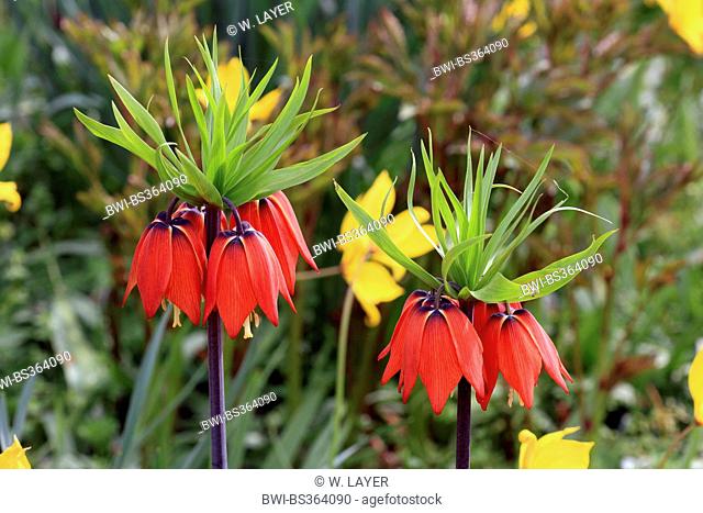 crown imperial lily (Fritillaria imperialis), blooming