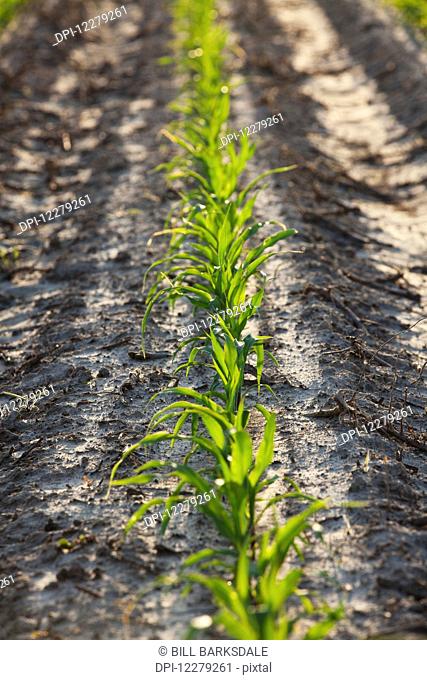 Corn seedlings at approximately 5-6 leaf stage on bedded land, conventional tillage; England, Arkansas, United States of America