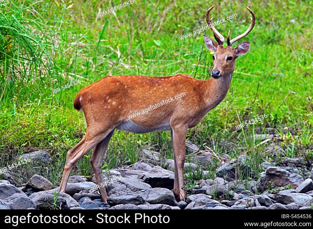 Eld's deer (Panolia eldii) endangered deer species native to Southeast Asia, Khao Yai National Park, Thailand, Asia