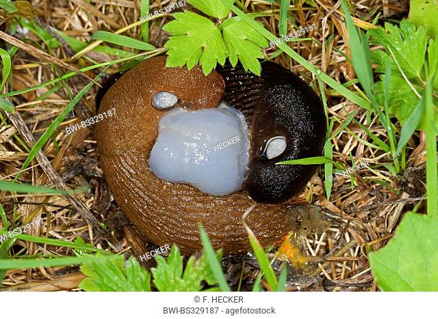 Roundback slugs, Roundback, Land slugs, Land slug (Arion spec.), copulation, Germany