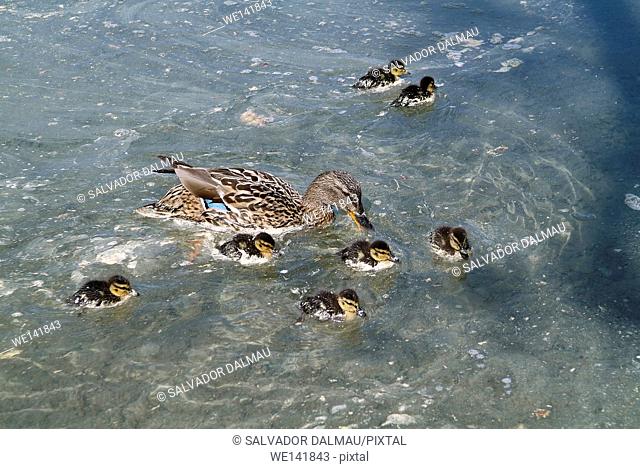 Mallard ducklings female, And His Lake Banyoles, Gerona, Catalonia, Spain, Europe, scientific name Anas platyrhynchos