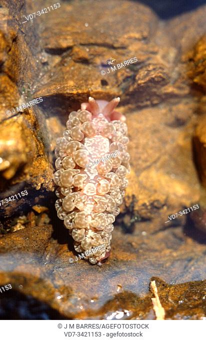 Spurilla neapolitana is a sea slug. This photo was taken in Cap De Creus, Girona province, Catalonia, Spain