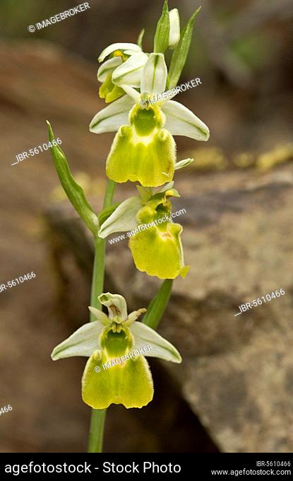Chesterman's orchid (Ophrys chestermanii) albino form, flower, Sardinia, Italy, Europe