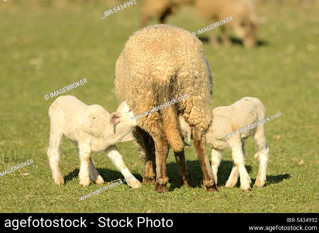 Merino sheep, ewe with lambs