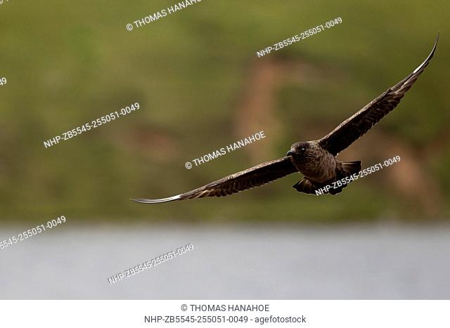 Great skua (Stercorarius pomarinus) in flight over water and against a green mountain background