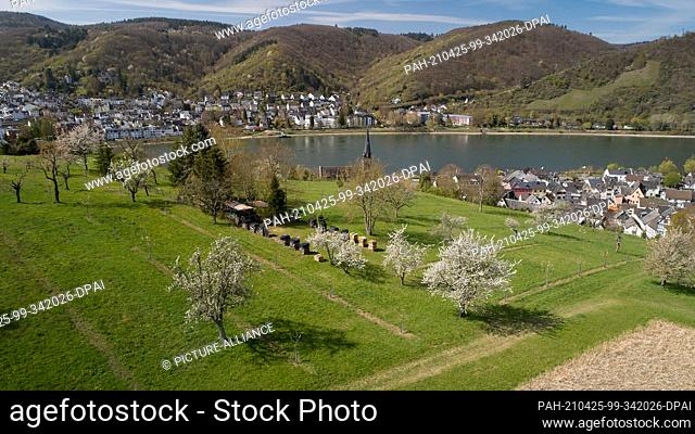 22 April 2021, Rhineland-Palatinate, Filsen: Cherry trees in blossom above the Rhine valley in Filsen (aerial view with a drone)