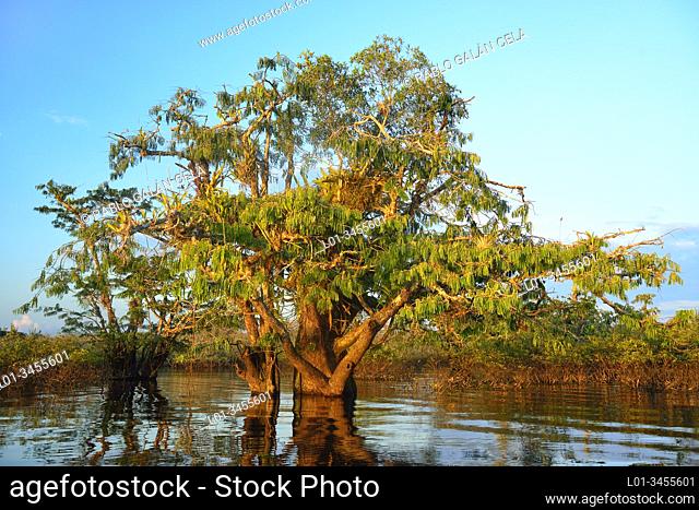 Jacaranda tree (Jacaranda mimosifolia). Laguna Grande. Cuyabeno restricted area. Ecuador