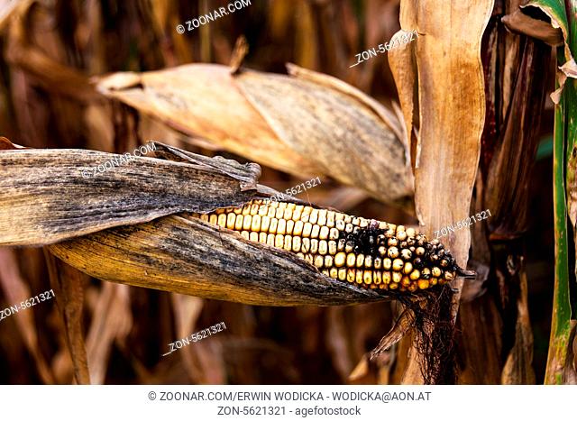 Ein Maisfeld im Herbst wartet auf die Ernte (Kukuruz)