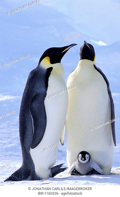 Emperor penguins (Aptenodytes forsteri) with chick, Dawson-Lambton Glacier, Antarctica