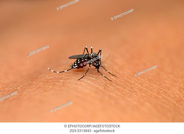 Asian tiger mosquito, Aedes albopictus, Mahabaleshwar, Maharashtra, India