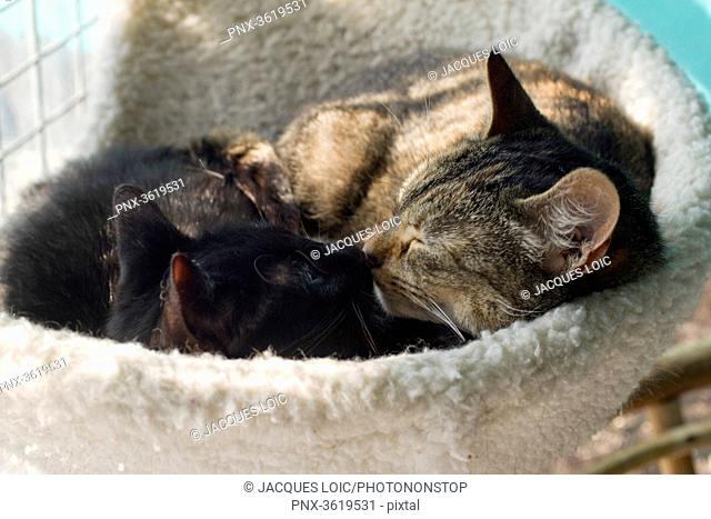 France, cats in a refuge for animals