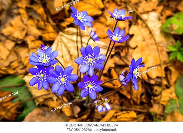 creative image of a spring wild beautiful snowdrop against a background of old foliage. Hepatica noble (Hepatica nobilis), or coppice