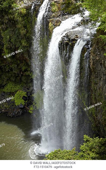 Cascade of Whangarei Falls surrounded by native bush