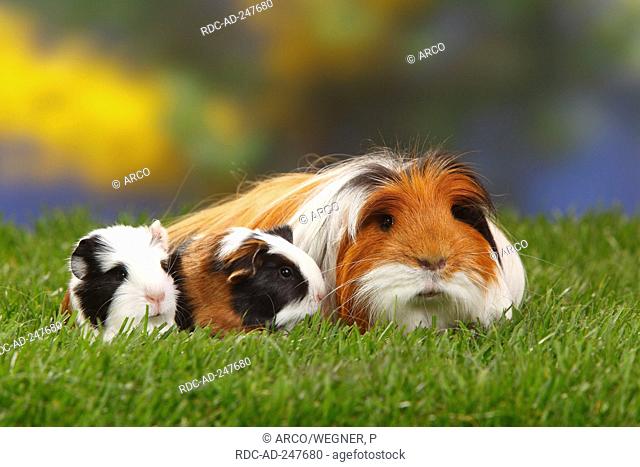 Coronet Guinea Pig tortoiseshell-and-white with youngs