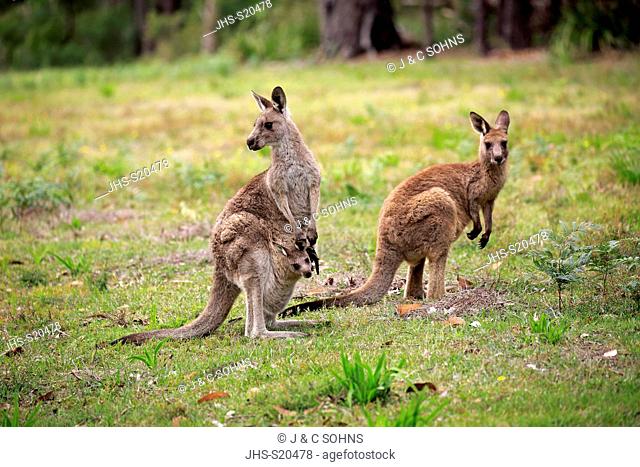 Eastern Grey Kangaroo, (Macropus giganteus), adult female with young looking out of pouch, adult with joey in pouch, Merry Beach, Murramarang Nationalpark