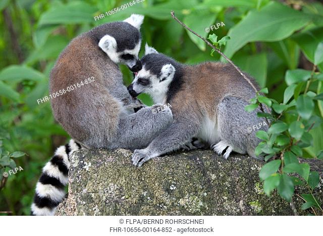 Ring-tailed Lemur Lemur catta two adults, mutual grooming, Anja Reserve, Madagascar