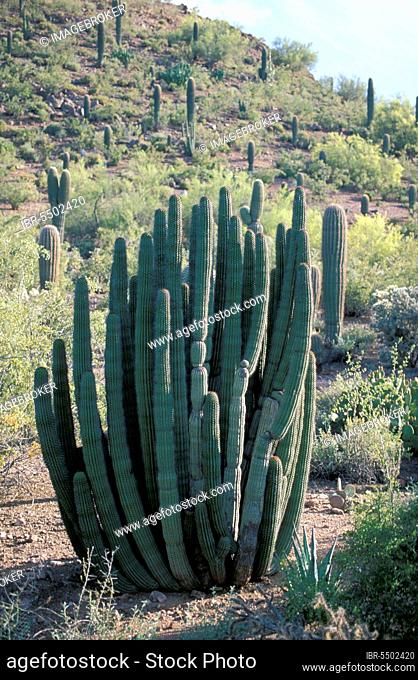Organ Pipe Cactus, Sonora Desert, Arizona, USA (Cereus thurberi), Cacti