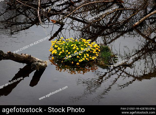 01 May 2021, Bavaria, Günzach: Marsh marigolds grow, surrounded by bare branches, in the middle of a lake. May begins cool and rainy in the southwest of Bavaria