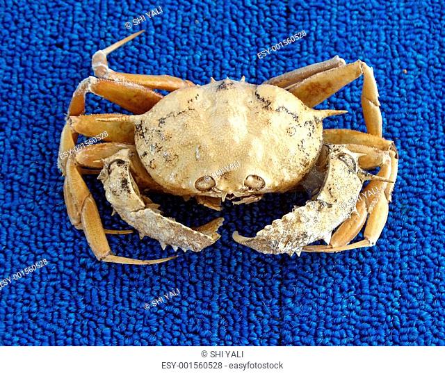 Large Crab