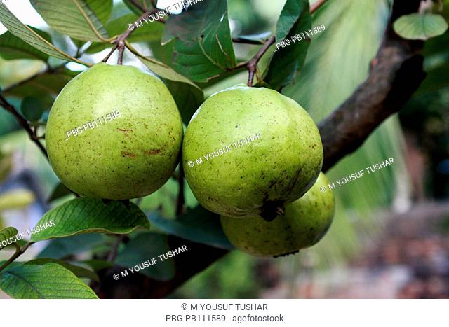 Guava, its called Kazi guava in bangladesh