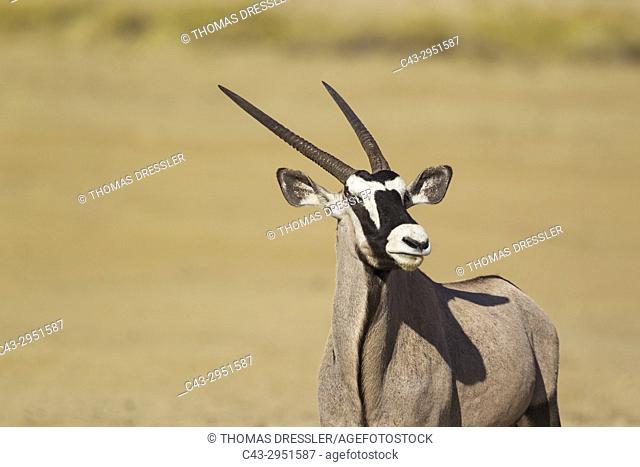 Gemsbok (Oryx gazella). A dominant male trying to impress and intimidate a rival. Kalahari Desert, Kgalagadi Transfrontier Park, South Africa