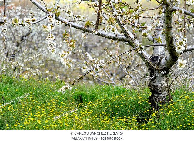 Flowering of cherry trees in early spring in the Valle del Jerte in the province of Caceres in the Autonomous Community of Extremadura in Spain