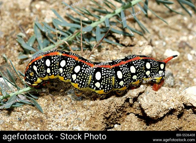Spurge hawk-moth (Hyles euphorbiae), caterpillar
