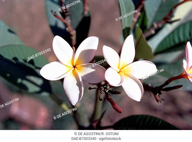Frangipani (Plumeria alba) flowers, Apocynaceae